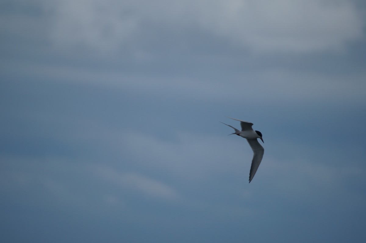 Forster's Tern - ML328094371