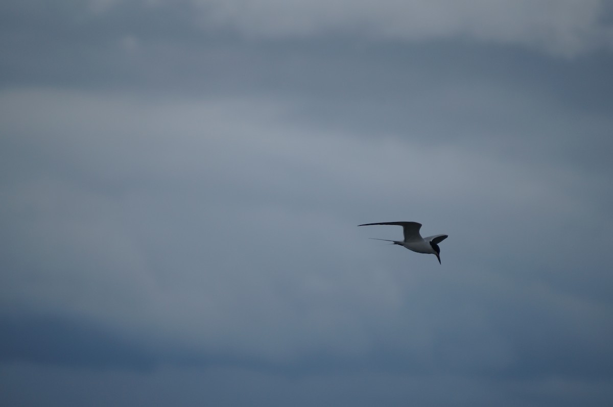 Forster's Tern - ML328094391