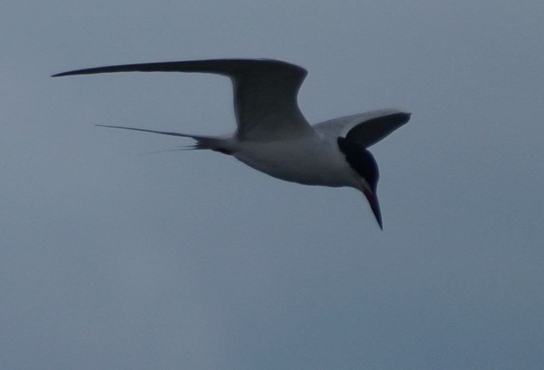 Forster's Tern - ML328094481