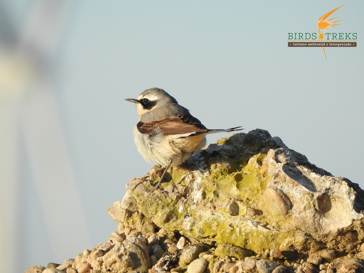 Northern Wheatear - ML328095861