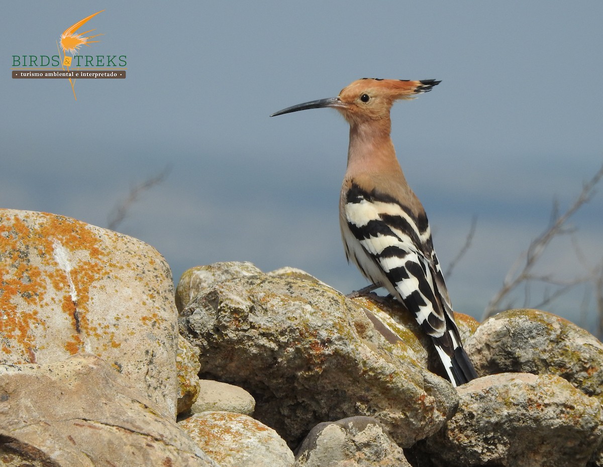 Eurasian Hoopoe - ML328096061