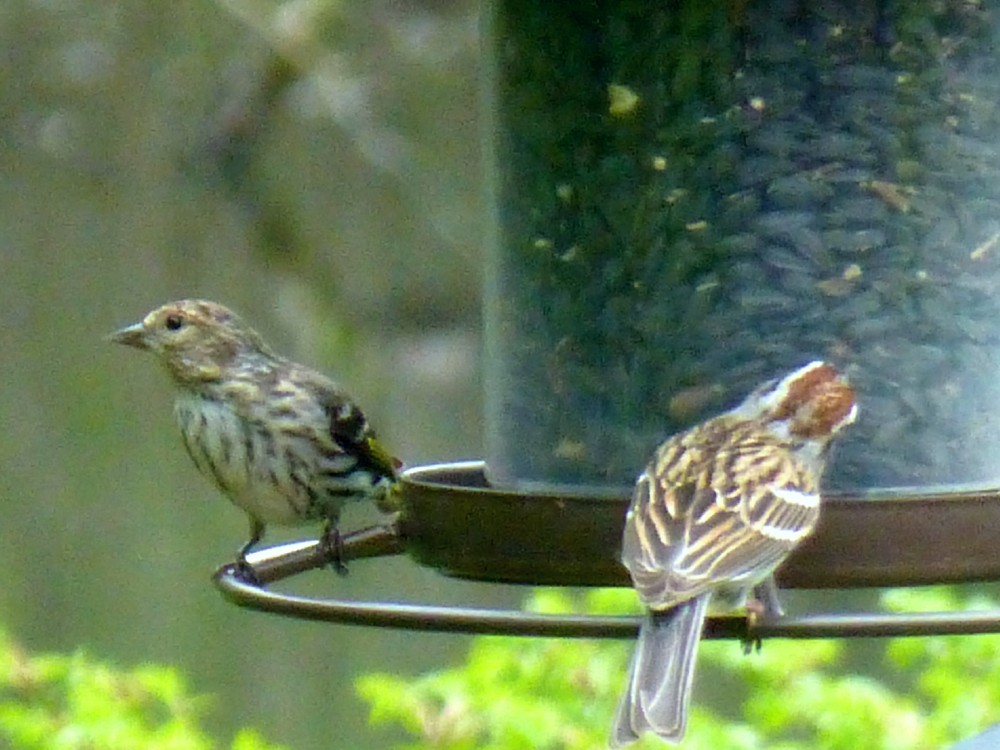 Pine Siskin - ML328096261