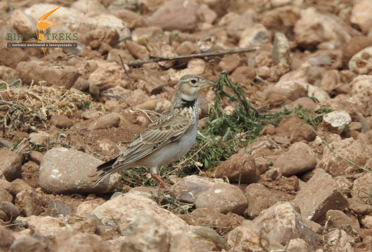 Calandria Común - ML328096441