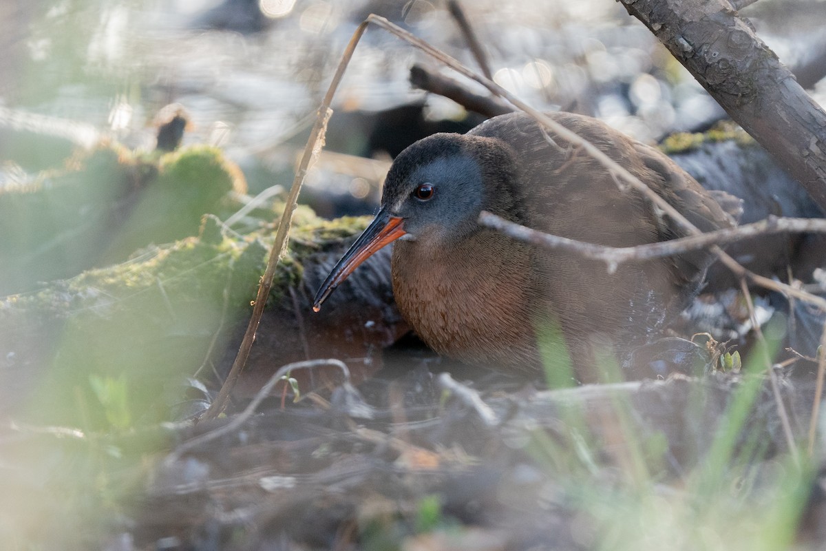 Virginia Rail - ML328097001