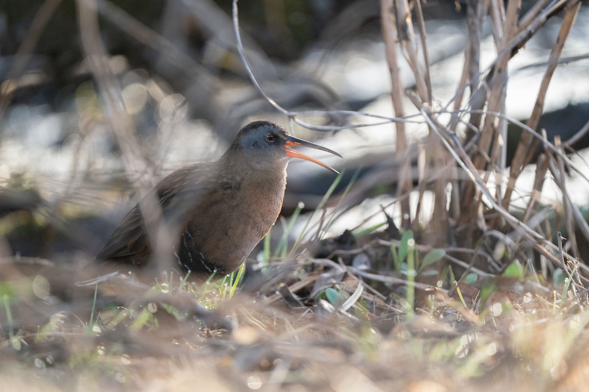 Virginia Rail - ML328097021