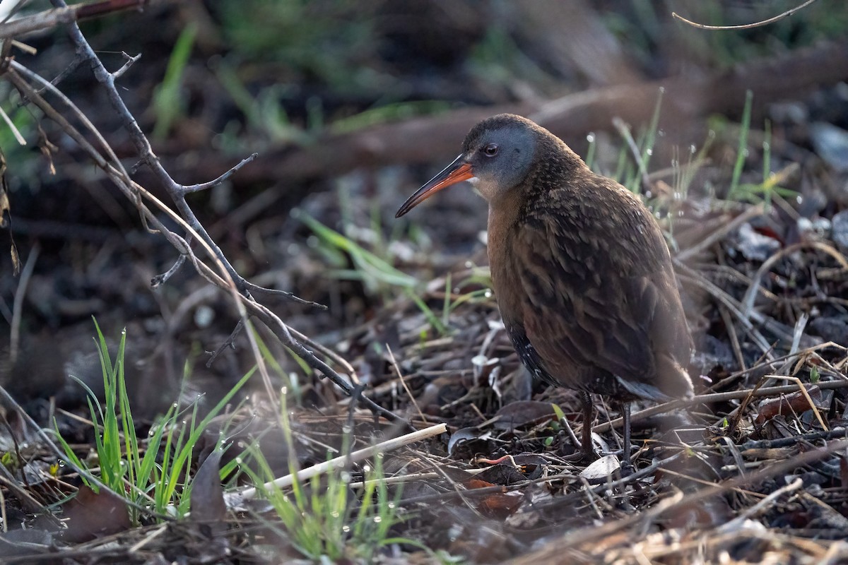 Virginia Rail - ML328097031