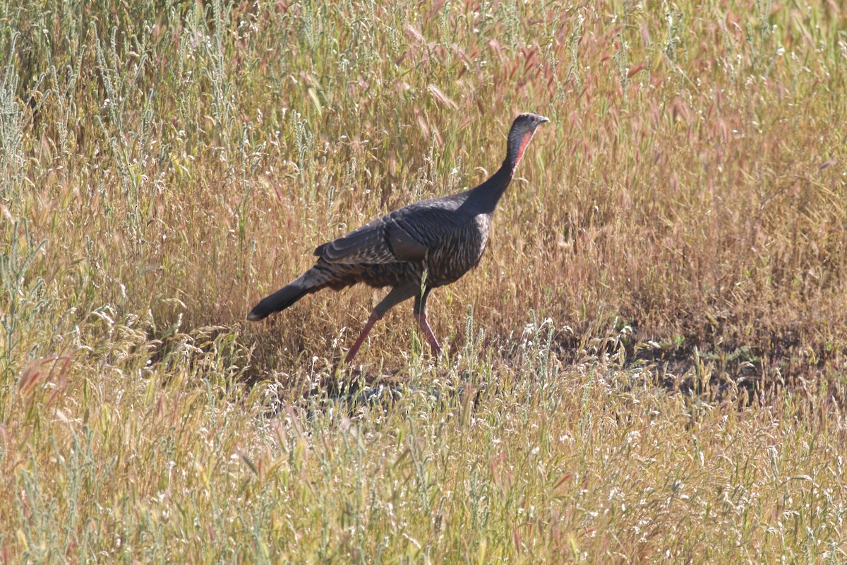 Guajolote Gallipavo - ML328097821