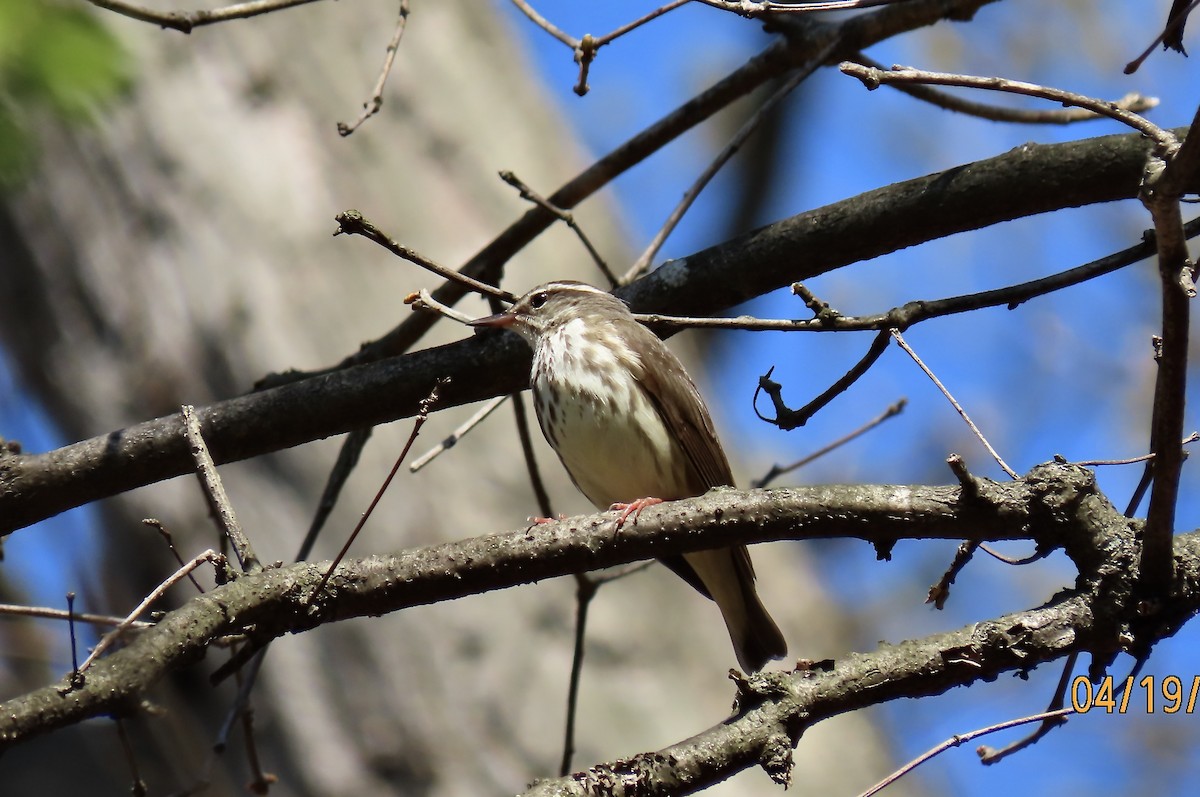 Louisiana Waterthrush - Rod MacKenzie