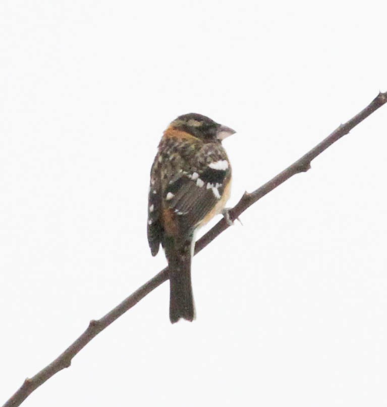 Black-headed Grosbeak - ML328101871