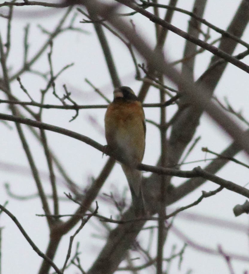 Black-headed Grosbeak - ML328101881