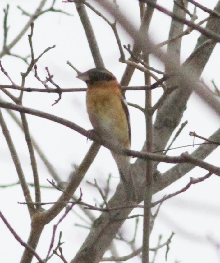 Black-headed Grosbeak - ML328101911