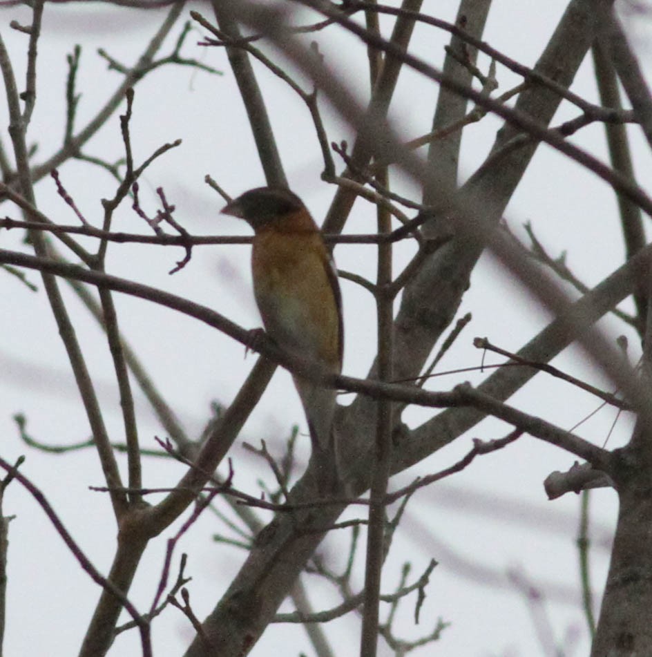 Black-headed Grosbeak - ML328101931