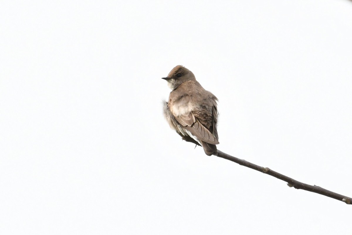 Northern Rough-winged Swallow - ML328102011