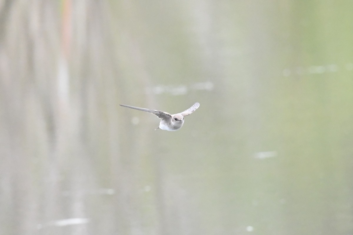 Northern Rough-winged Swallow - ML328102021