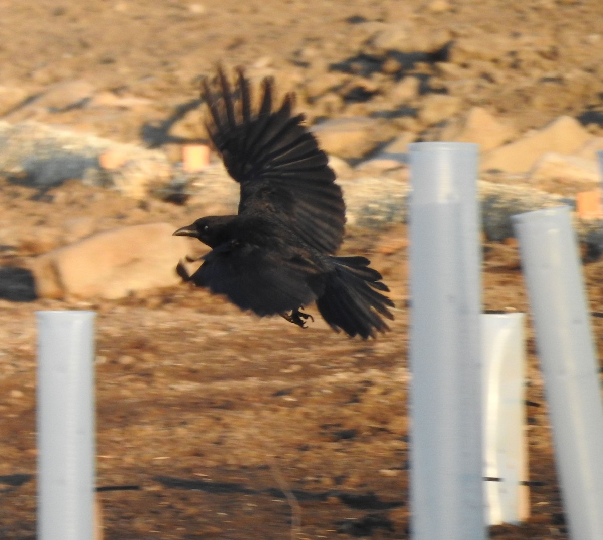 American Crow - ML328102151