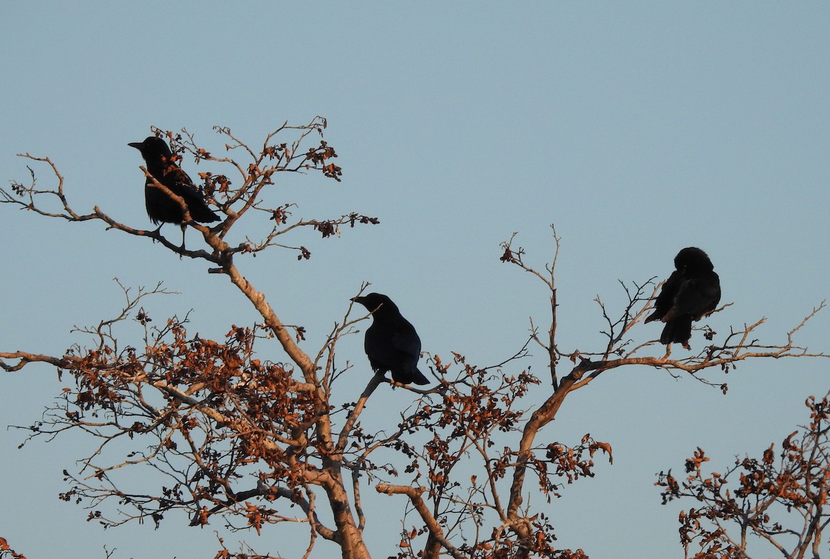 American Crow - ML328102171