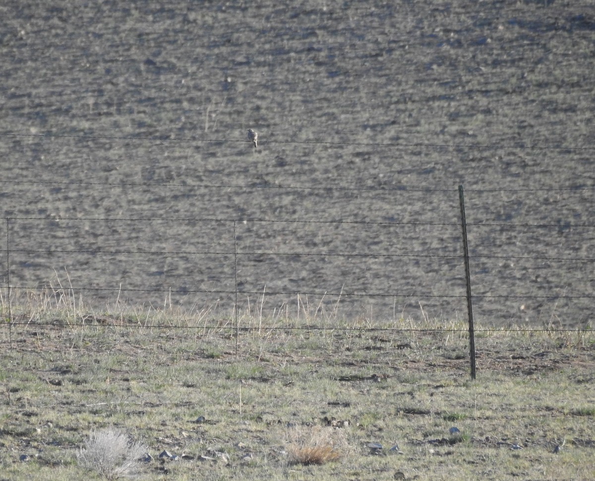 Horned Lark - ML328102631