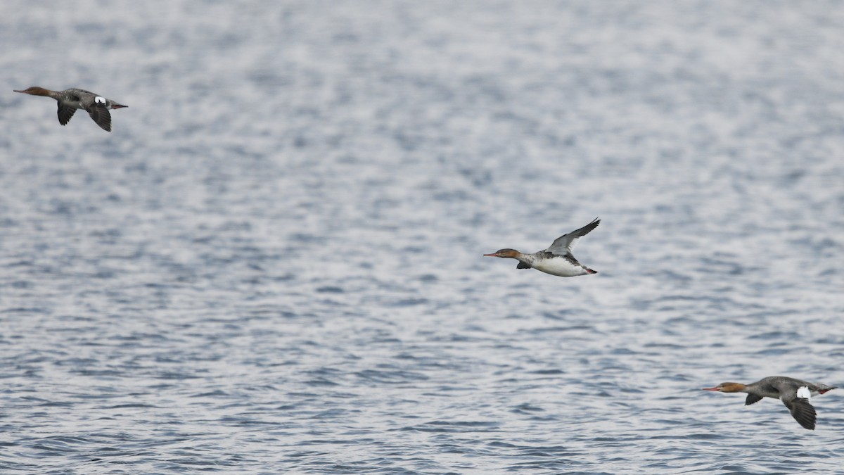 Red-breasted Merganser - Carl Winstead