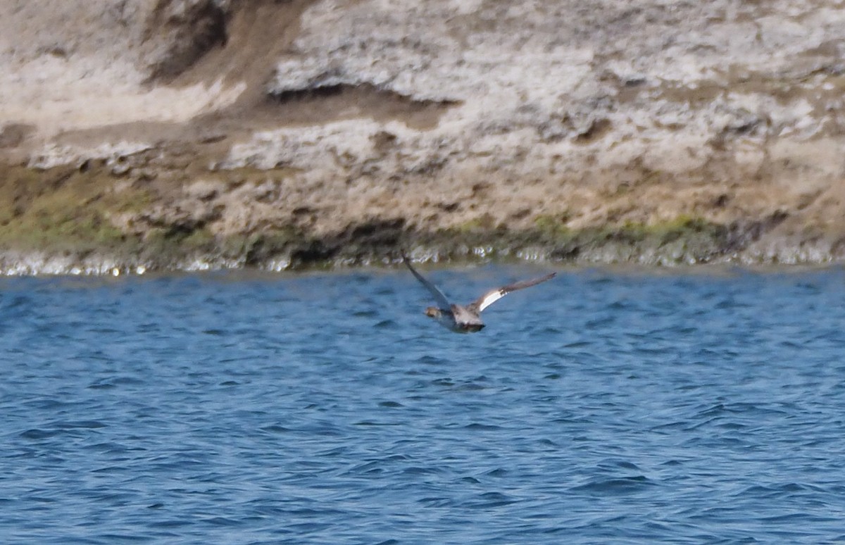 Red-breasted Merganser - ML328103651