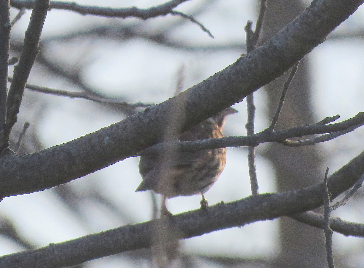 Fox Sparrow (Red) - ML328104601