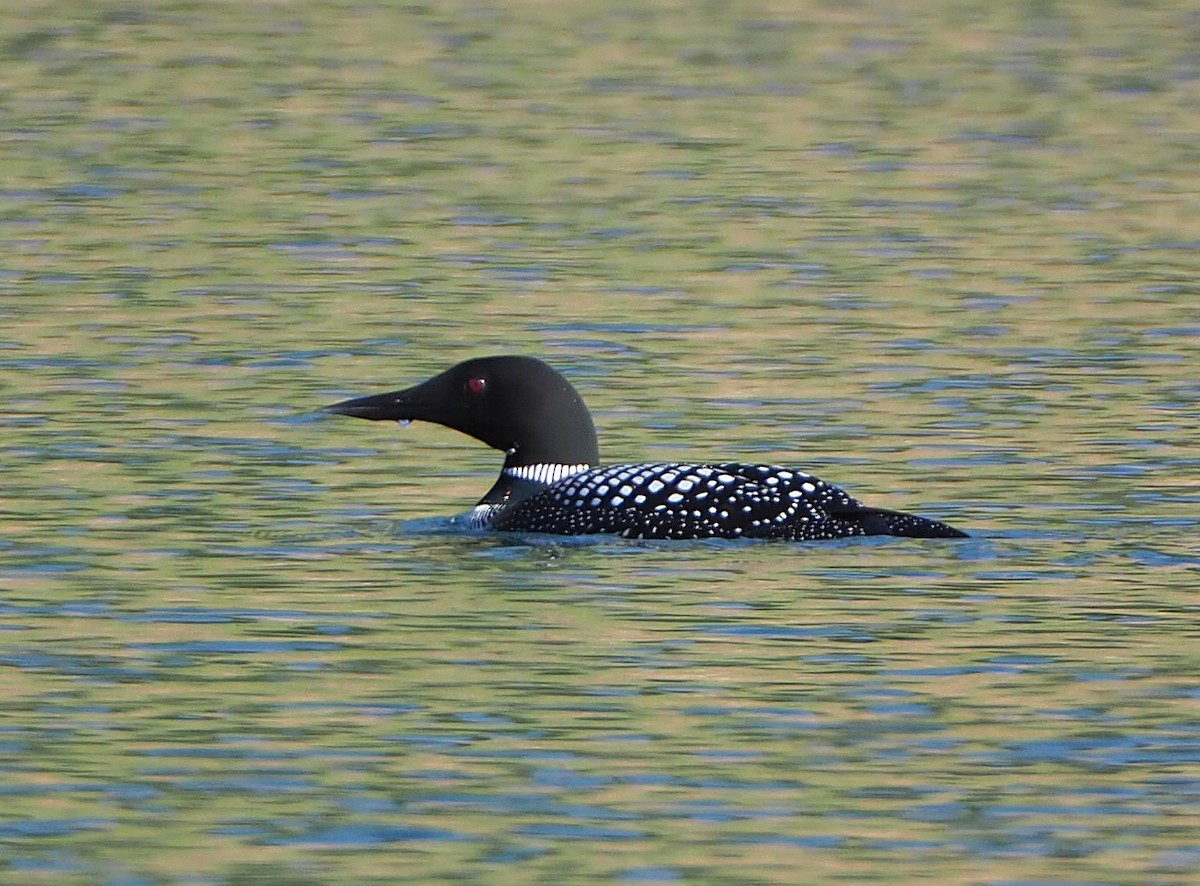 Common Loon - ML328104771