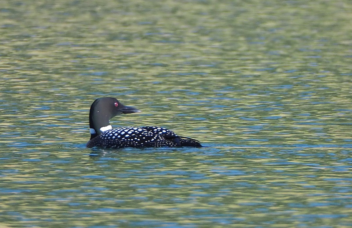 Common Loon - Aidan Brubaker