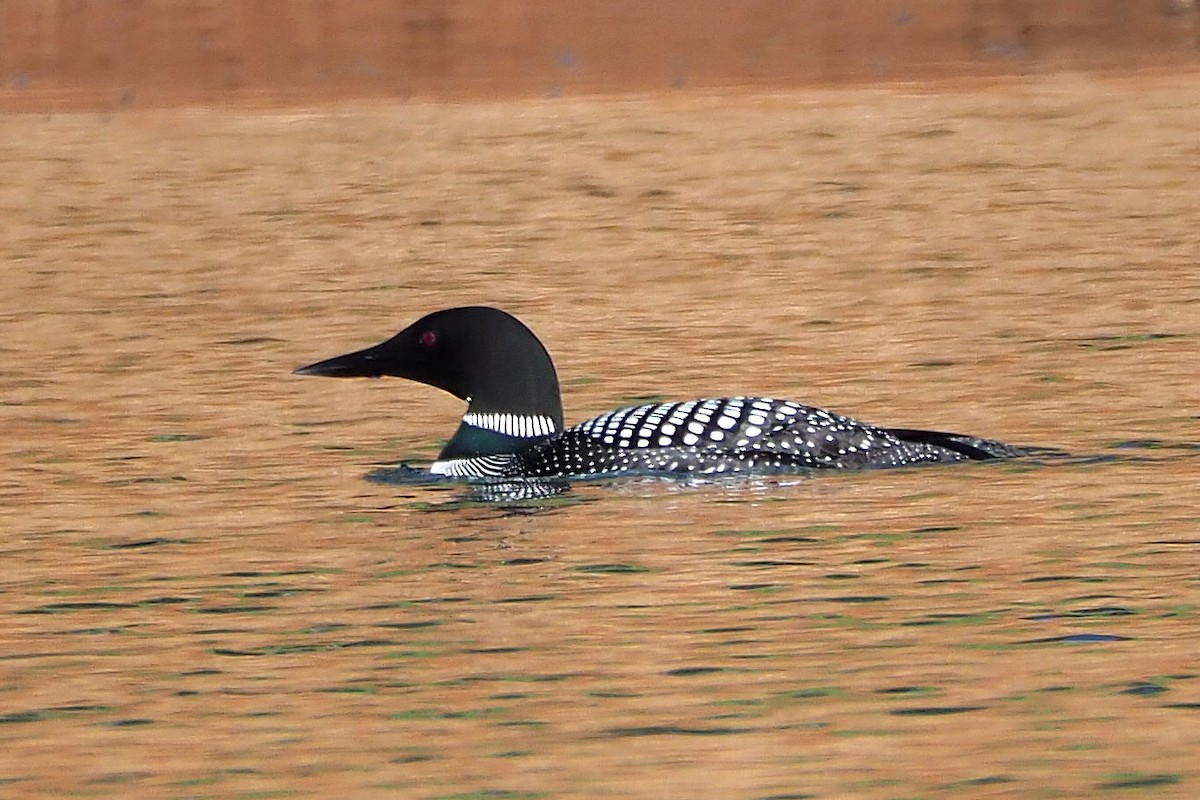 Common Loon - ML328104871