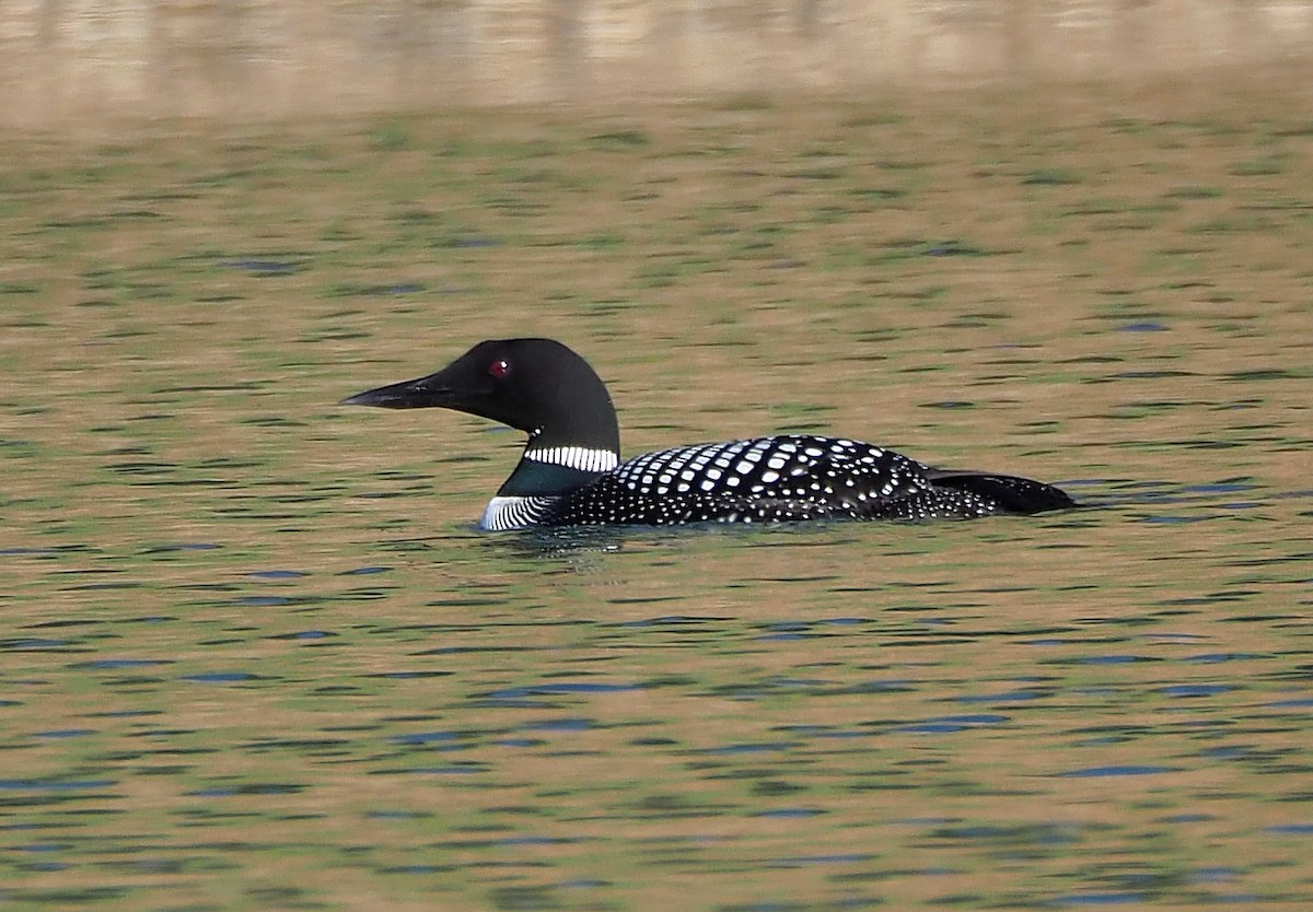 Common Loon - ML328104881