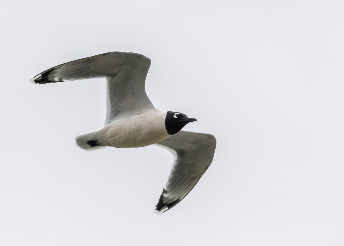 Mouette de Franklin - ML328105501