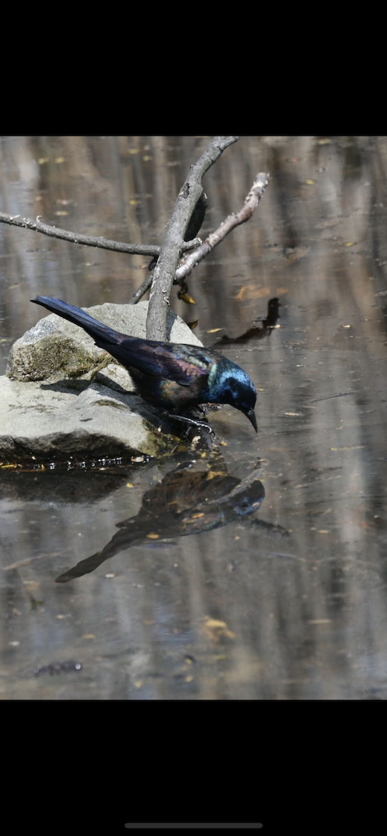 Common Grackle - ML328106161