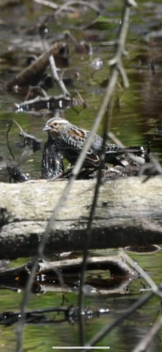 Red-winged Blackbird - ML328106791