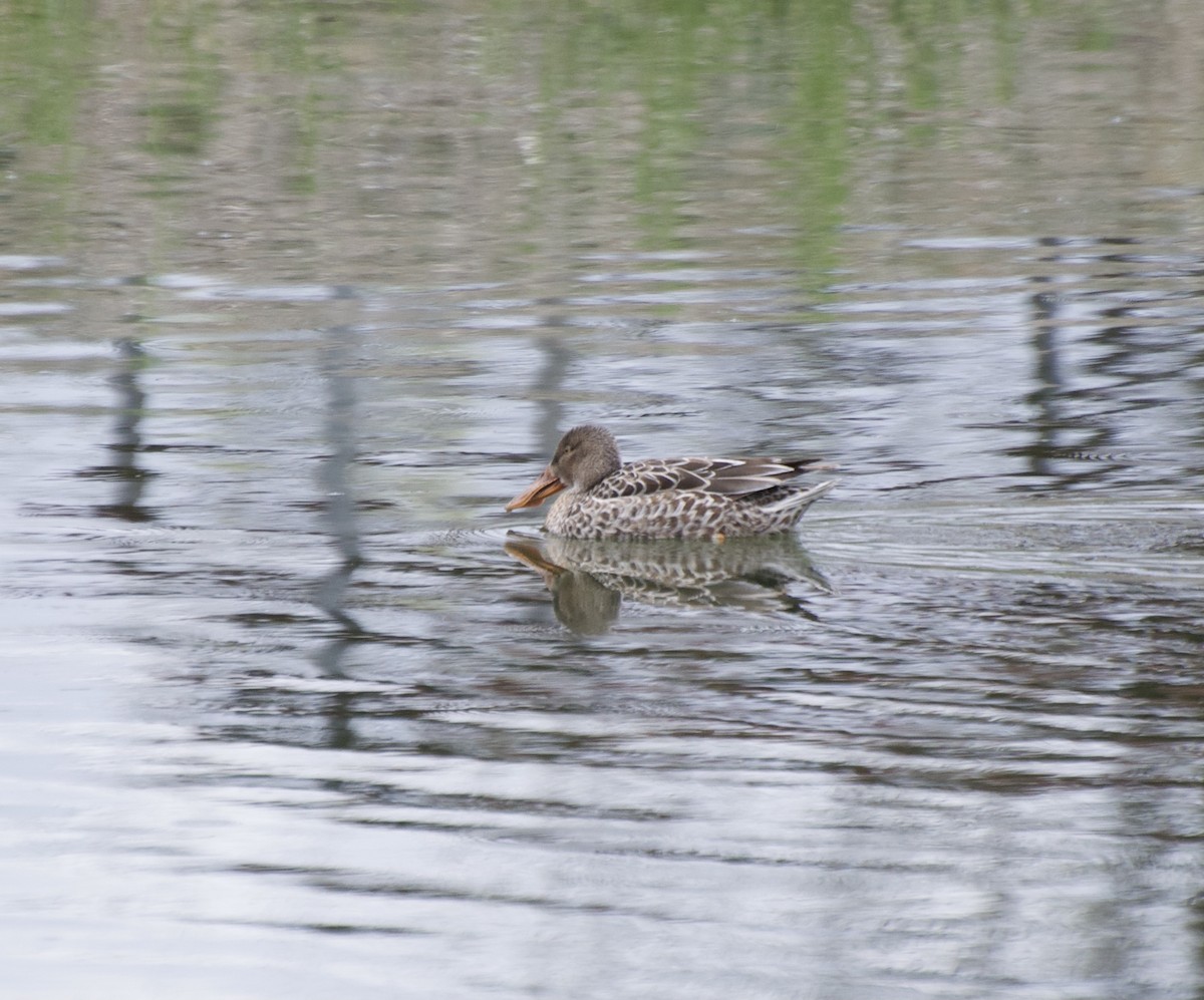 琵嘴鴨 - ML328106911