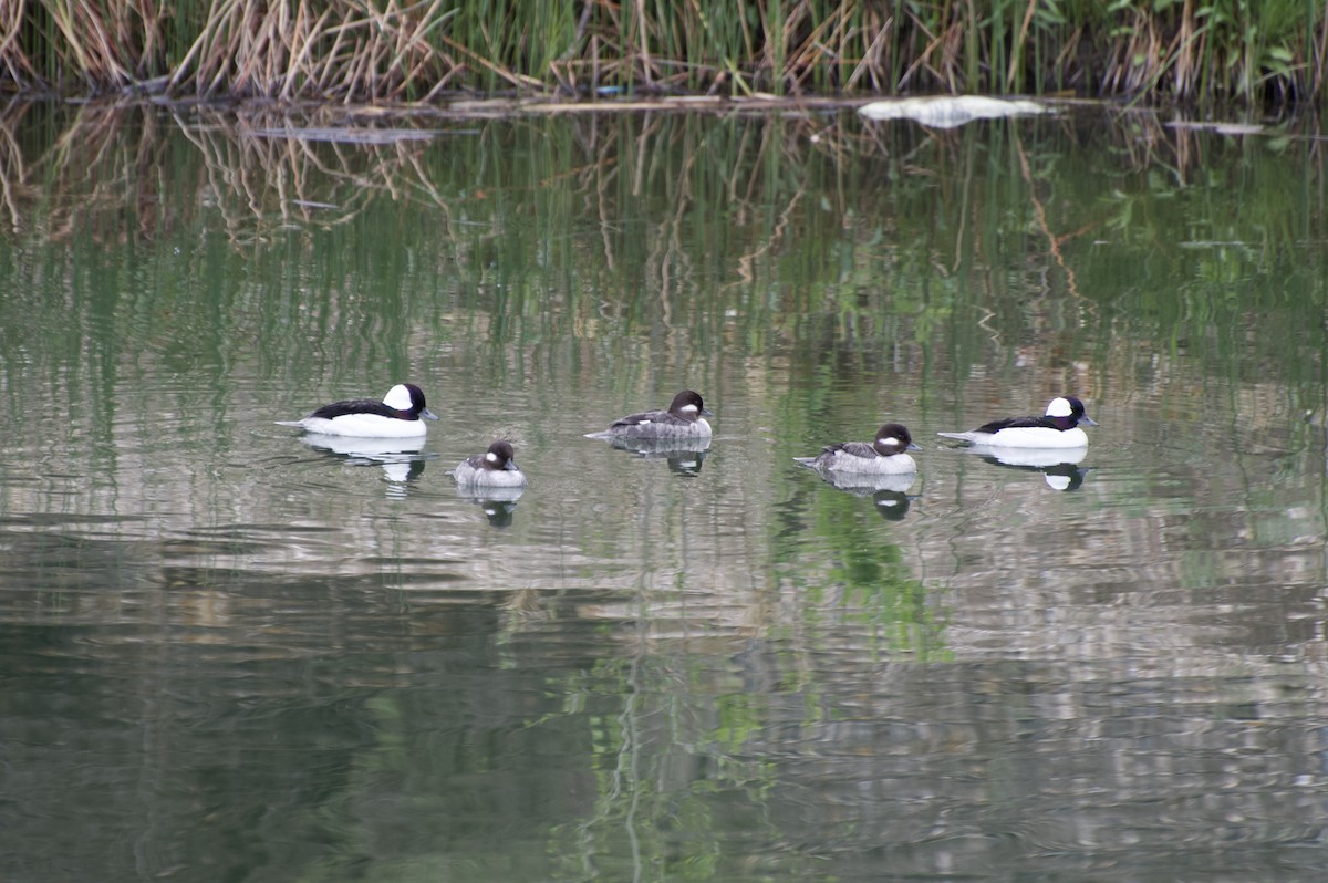 Bufflehead - ML328107201