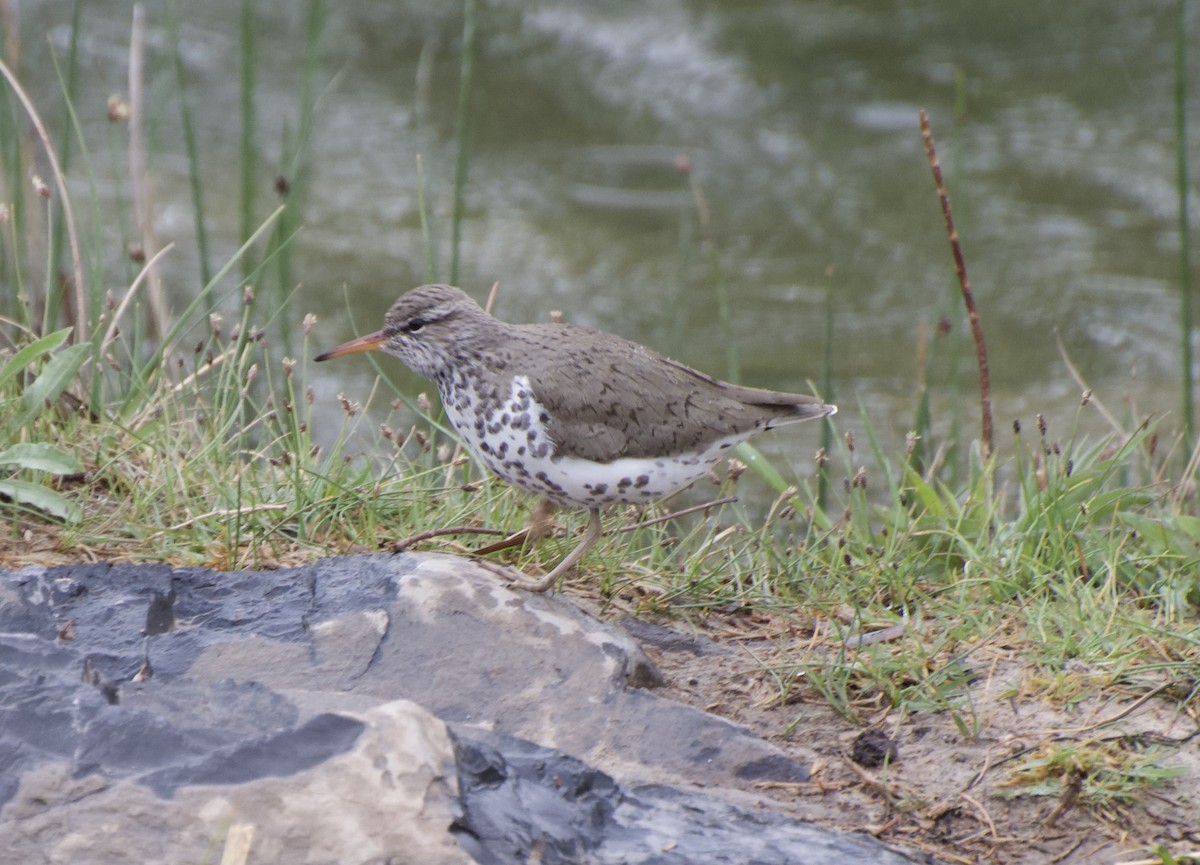 Spotted Sandpiper - ML328107991