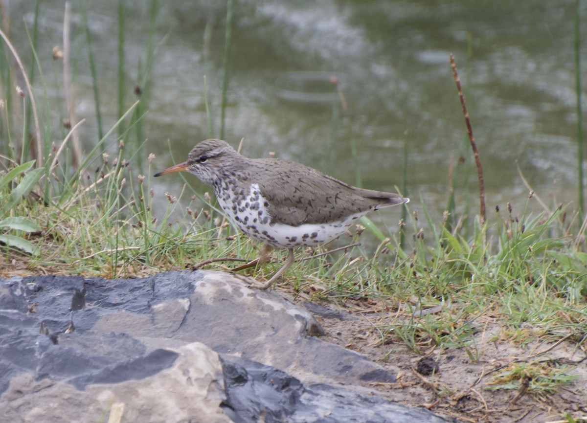 Spotted Sandpiper - John Harrington