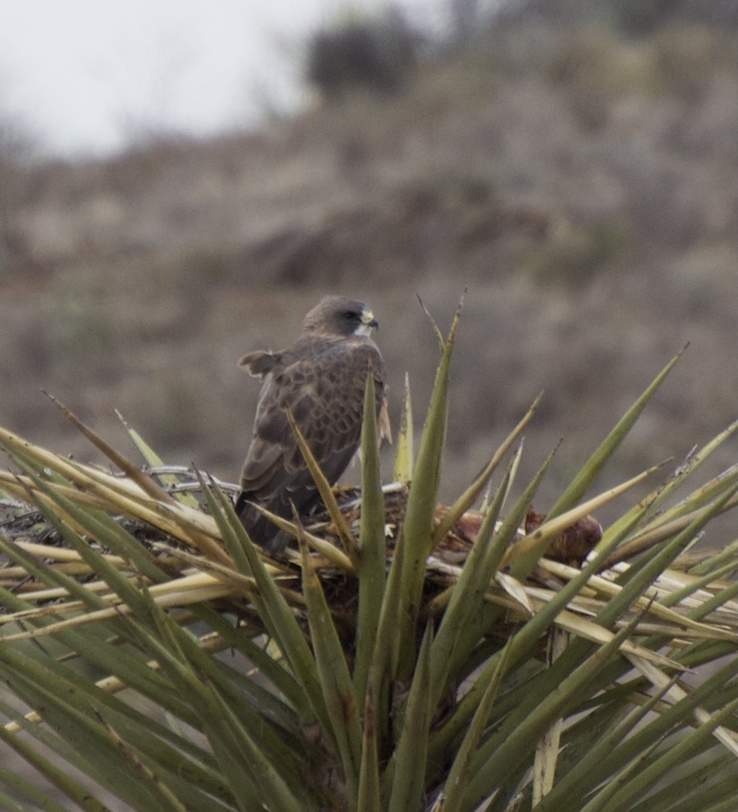 Swainson's Hawk - ML328108161