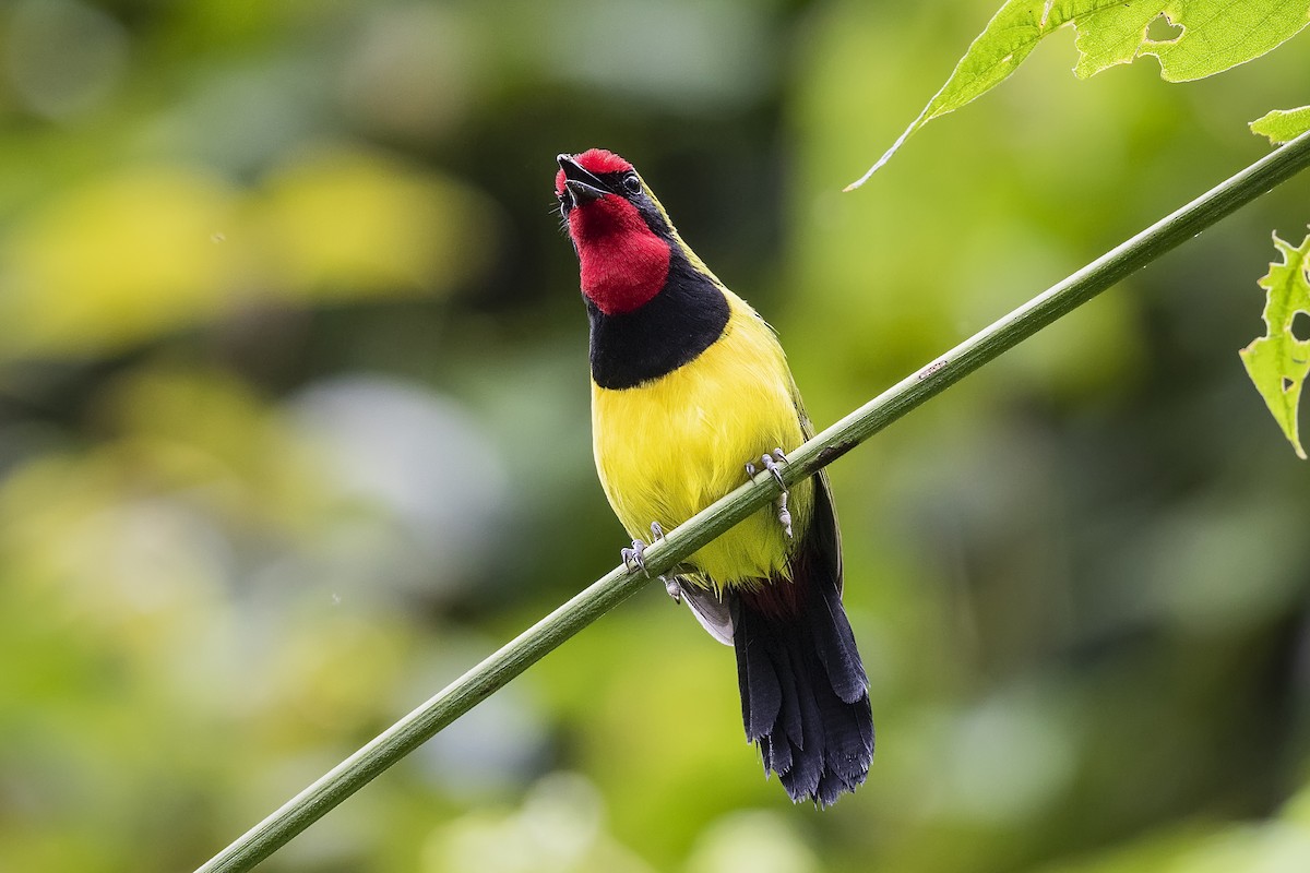 Doherty's Bushshrike - ML328108291