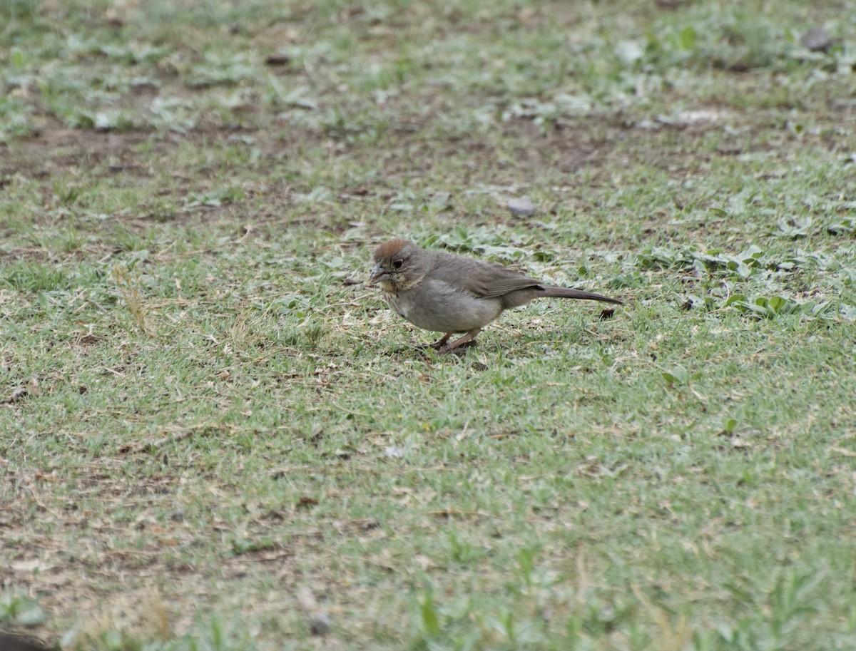 Canyon Towhee - ML328108441