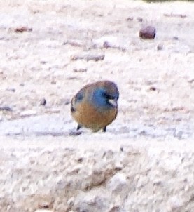 Lazuli Bunting - ML328108741