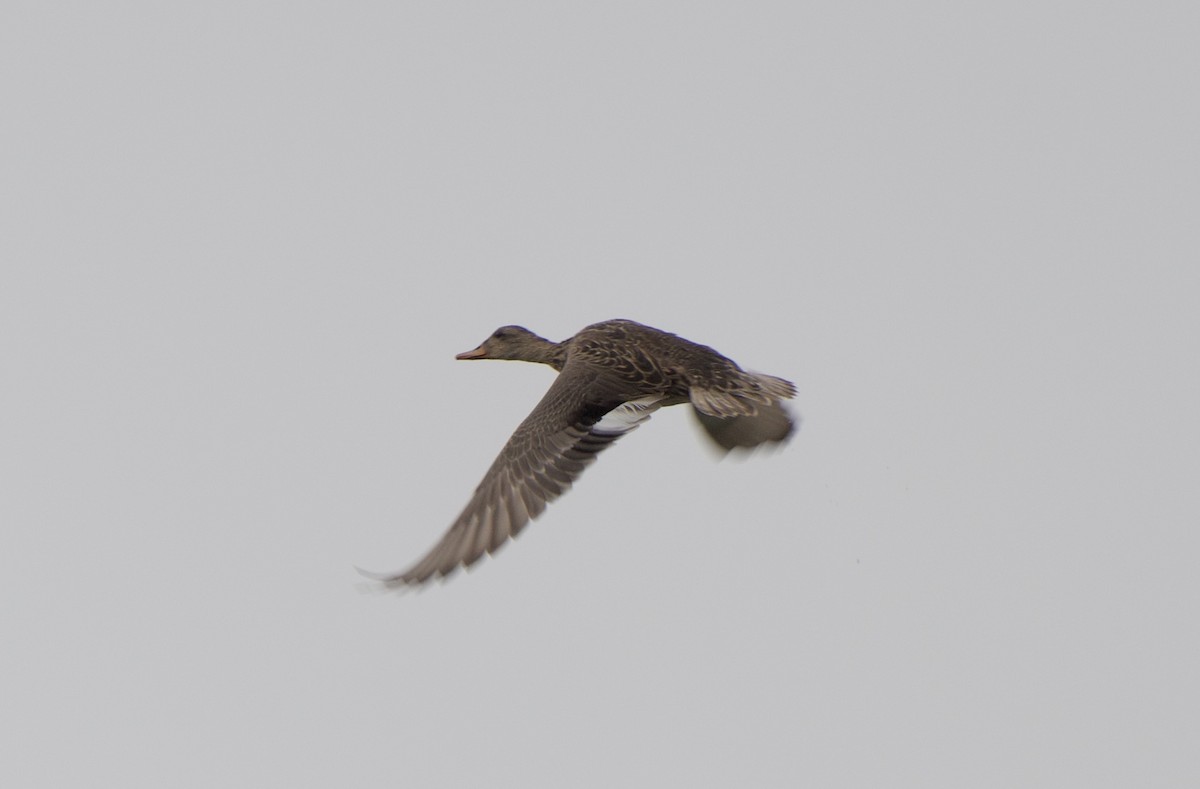 赤膀鴨 - ML328108981