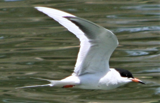 Forster's Tern - ML328109441