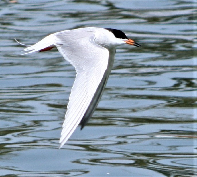 Forster's Tern - ML328109451