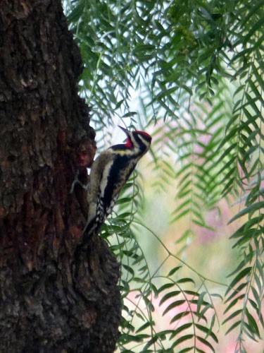 Red-naped Sapsucker - ML32811031