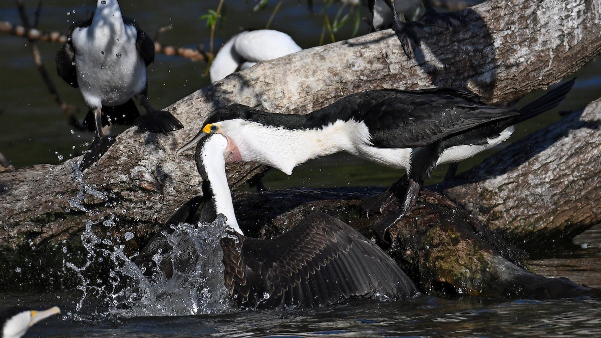 Pied Cormorant - Alex Rogers