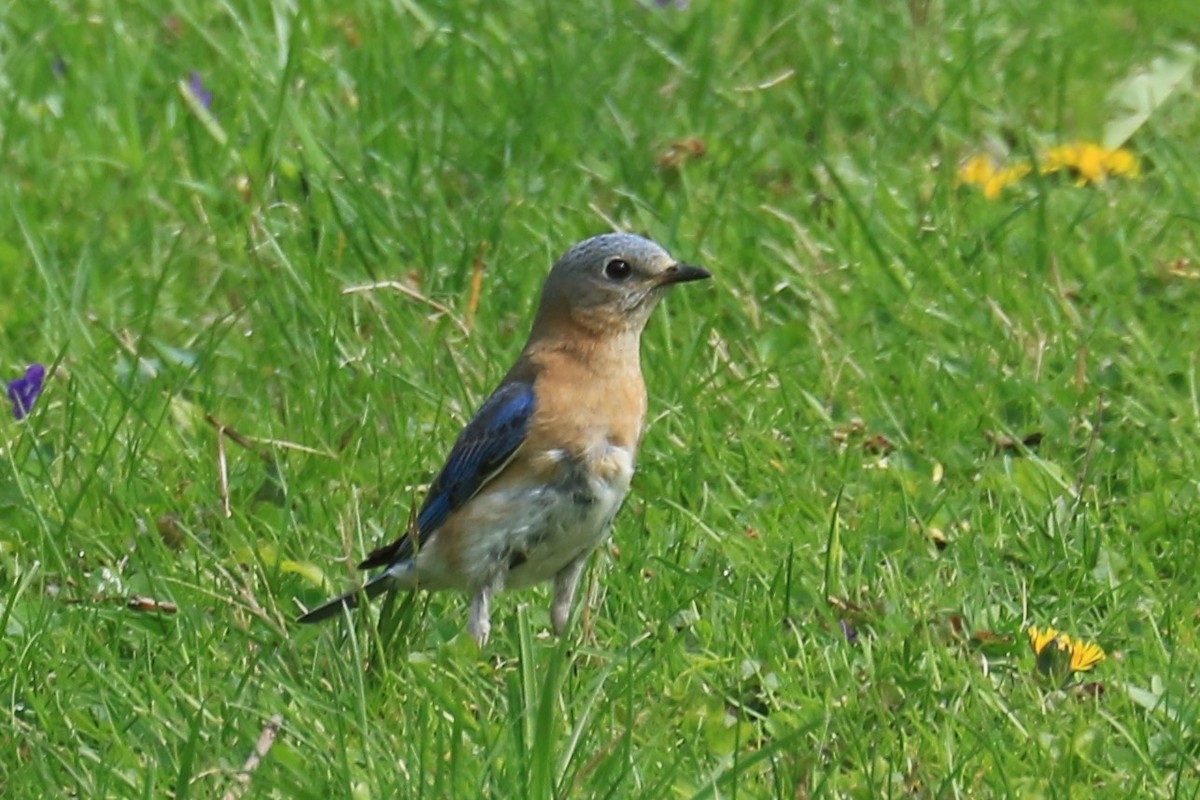 Eastern Bluebird - ML328112781