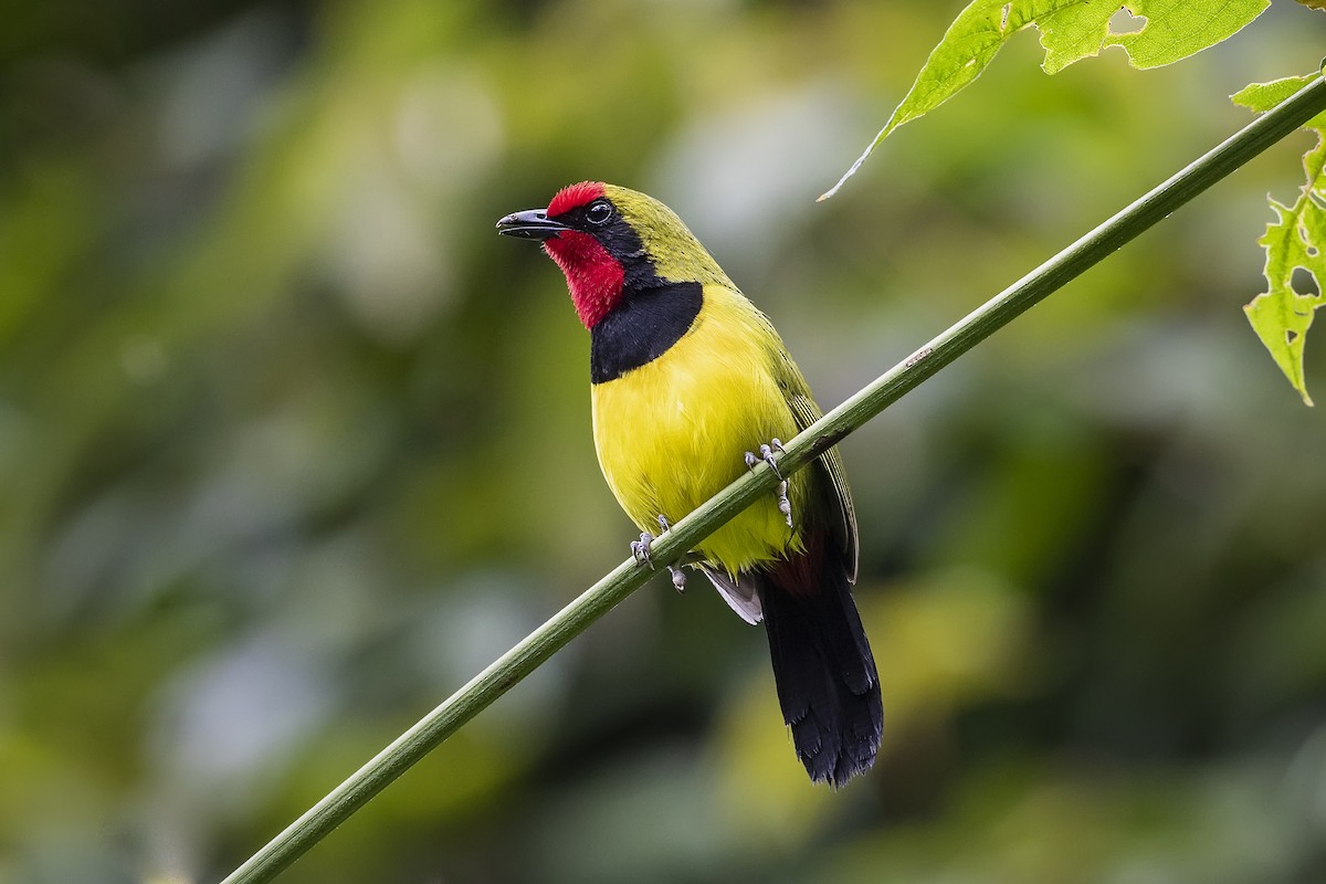 Doherty's Bushshrike - ML328113161