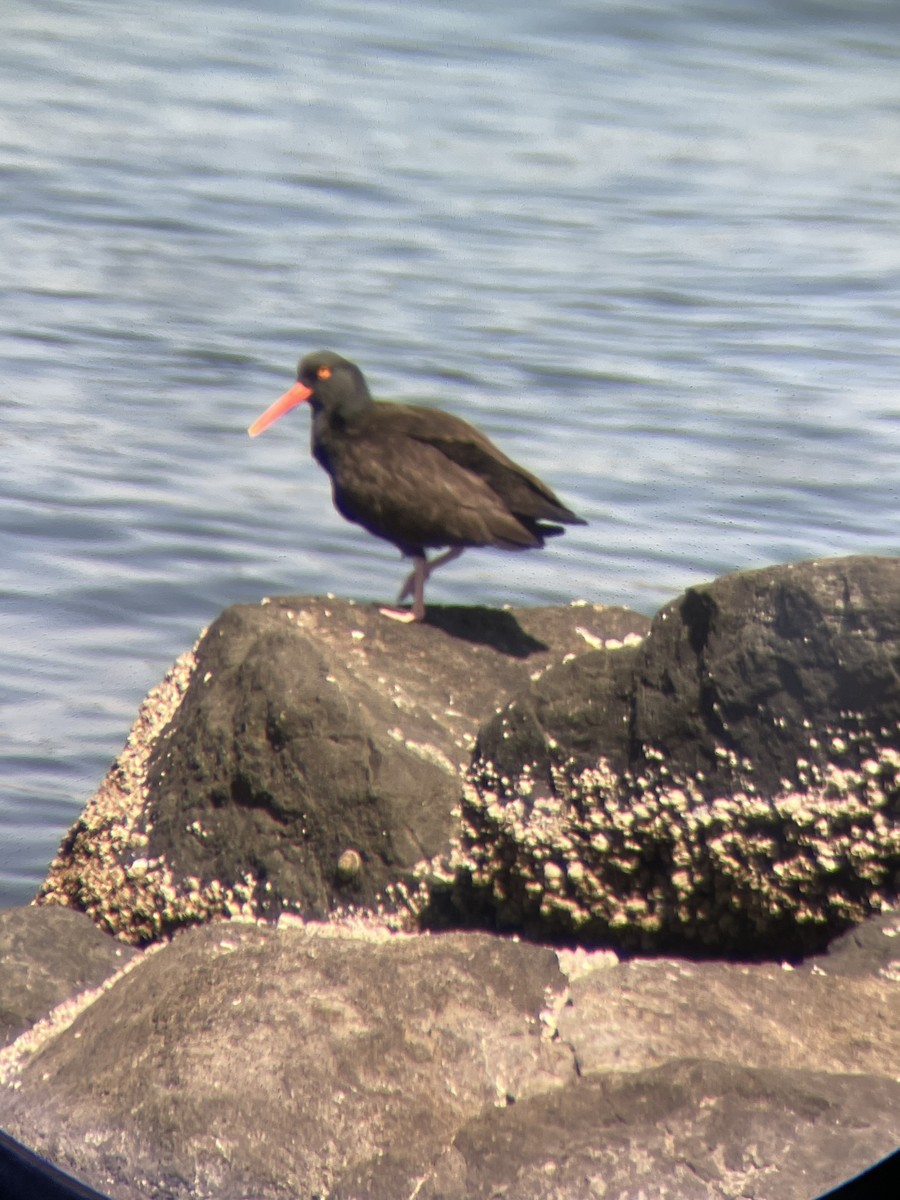 Black Oystercatcher - ML328114011