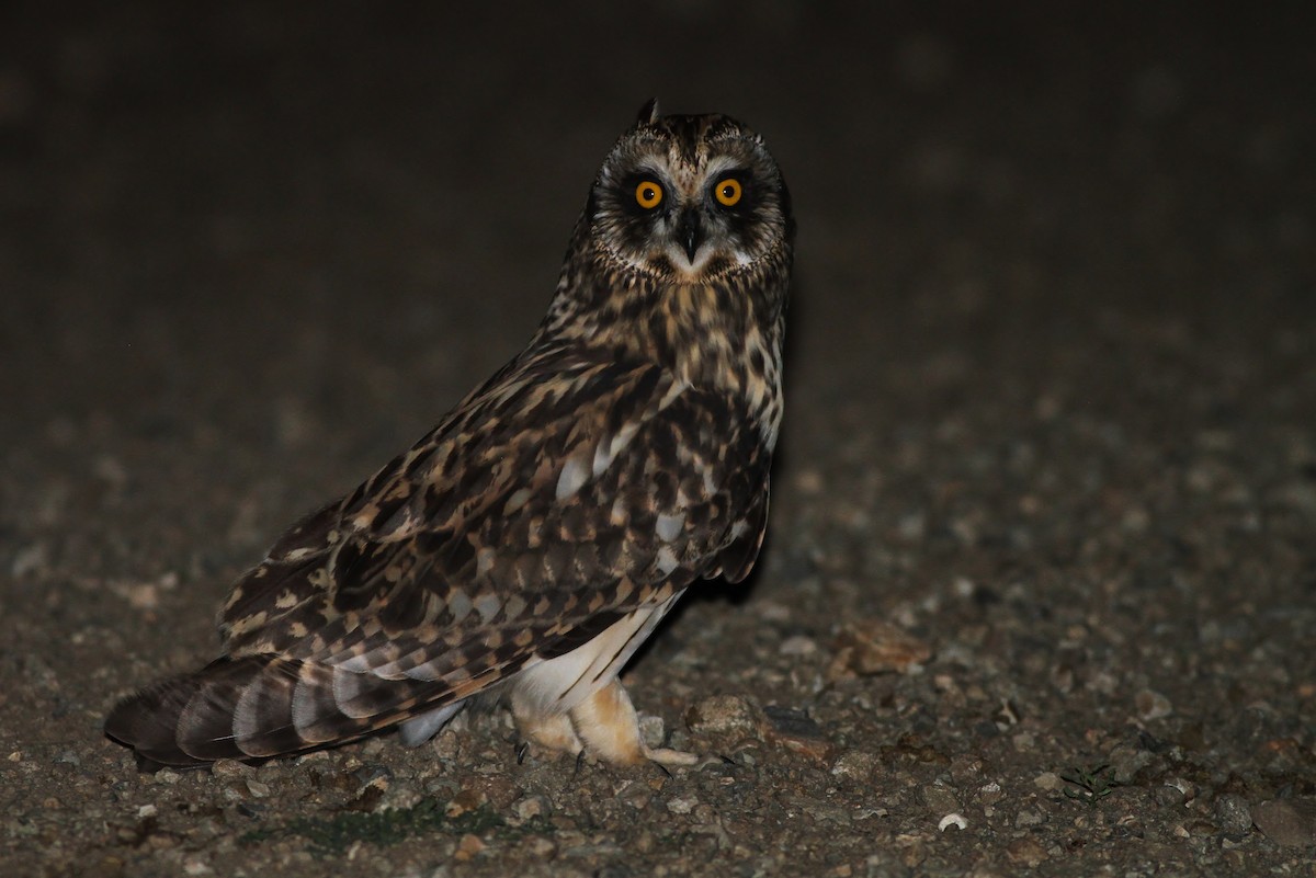 Short-eared Owl - Alex Lamoreaux