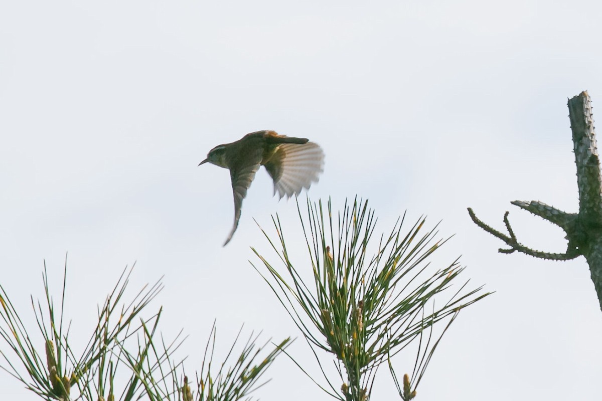 Carolina Wren - ML328115001