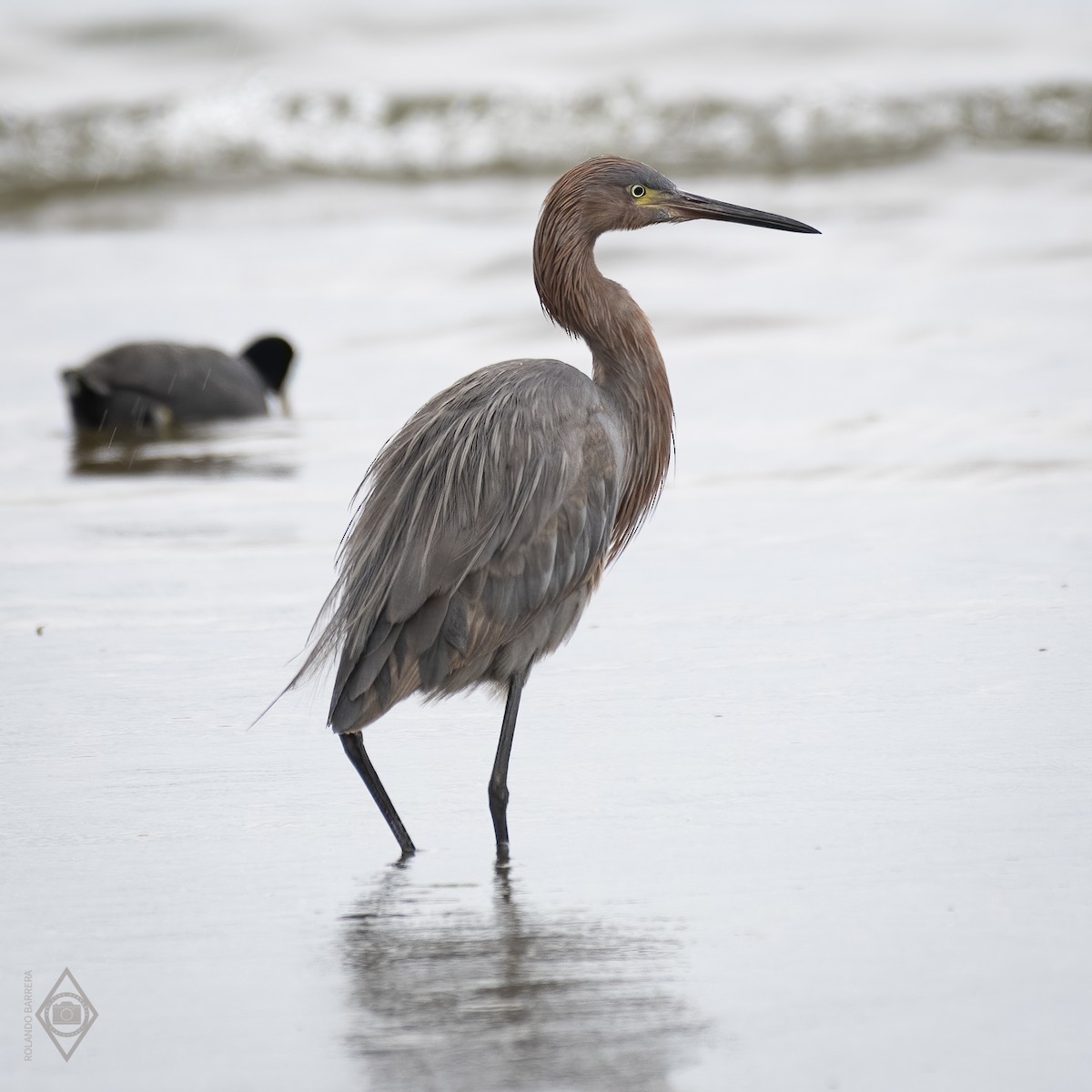 Reddish Egret - ML328117551